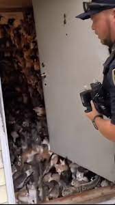 Only Cats live there looking at them from her Camera at her own house |  TikTok