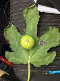 Use the following photos and info to help you identify fruit trees in your area. Fig Tree Identification
