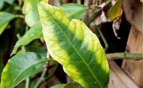 Sick Citrus Leaf Plants Citrus Trees Plant Nutrients
