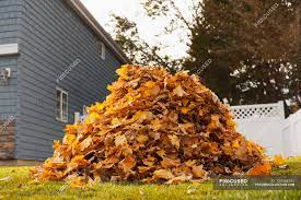 2020 fall leaf collection dates: Pile Of Autumn Leaves In A Yard Candid House Stock Photo 124368744