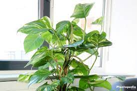 The heartleaf philodendron is one of the rare houseplants that you can propagate and grow in the water while still producing a magnificent bush. Philodendron Houseplant Types How To Grow Care And Plant Plantopedia