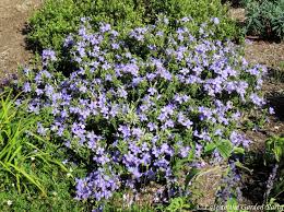Image result for Barleria setosa