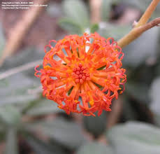 Image result for Kleinia fulgens