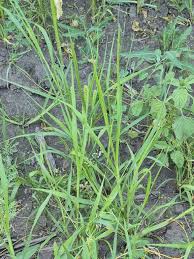 Image result for Setaria pseudaristata