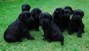 Once the purchase of your puppy is complete, we will work with you to make all the necessary travel. Giant Schnauzer Puppies For Sale Austin Tx 118312