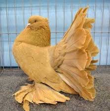 Pin On Fancy Pigeon
