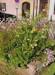 Image result for Gomphocarpus semilunatus