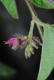 Image result for Galactia striata