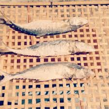 Cara meracik umpan ikan mas : Cara Buat Ikan Masin Sedap