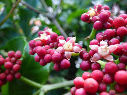 Image result for Leea