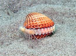 Image result for Tinnea apiculata