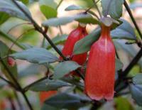 Image result for Halleria elliptica