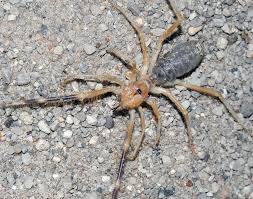 Soldier stationed outside of kuwait was bitten by a camel spider in his sleep. Facebook