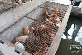 การเล ยงไก ไข หล ม ซ งค ณส ชล ได เด นทางไปเร ยนร ว ธ การเล ยงหม หล มแล วนำมาประย กต เป นไก ไข ว ธ ทำค ณส ชล ได นำโอ งมาด ดแปลงเล ยงไก หล ม ท ก น เกษตรกรรม