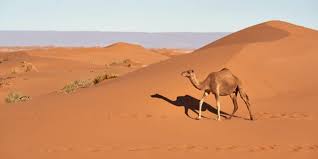 The sahara is one of the hottest. How Have Animals Adapted To Wild Desert Environments Able Camper