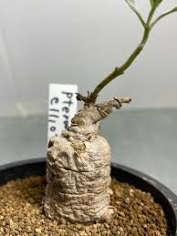 Image result for Pterodiscus elliottii