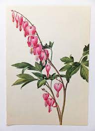 Bleeding Heart Botanical Google Search Heart Flower Tattoo Bleeding Heart Flower Vintage Flower Tattoo
