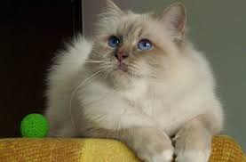 Lilac Tabby Point Birman Cat Cats Tabby