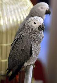 Pretty Parrots African Grey Parrots Sit On A Perch During A Pet Bird Show In Amman Jordan On Nov 28 African Grey Parrot Parrot Pet African Grey