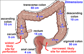 30 Min Colon Clean Out Max Private Sigmoid Colon Colon Cleanse Clean Colon