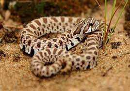 The nose helps the snake burrow into sand and substrate. Western Hognose Snake 101 Care Size Facts Habitat