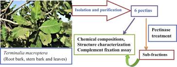 Image result for Terminalia macroptera