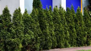 Clean and sanitize your pruning shear before you start pruning. Emerald Green Arborvitae Tree Plant Care Growing Guide