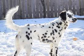 Spotted dogs have appeared throughout history in europe, asia, and africa, credited with a dozen nationalities and as many native names. Long Haired Dalmatian Facts Temperament Pictures And More