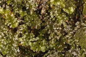 Image result for Didymoglossum erosum