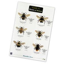 Guide To Bees Of Britain