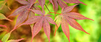 Acer palmatum ou erable du japon. Erable Du Japon Nain Les Meilleures Varietes Pour Pot Et Petit Jardin