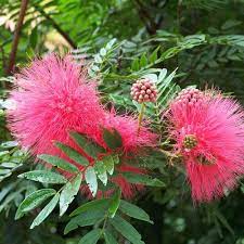 The tall tree is cedar of lebanon. Pin On Only In Nature