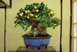 September 17, 2020august 14, 2020 by neil. Bonsai Kumquat Tree Photo Laurel Green Tumblr B