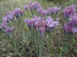 Image result for Neojeffreya