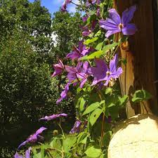 How much to water clematis. Growing Clematis For Abundant Blooming First Steps Count Most