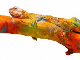 This is done by carefully breading two or more bearded dragons together with specific traits to produce bearded dragon offspring with desired characteristics. What Colors Are Bearded Dragons Attracted To And Why Family Pet Planet