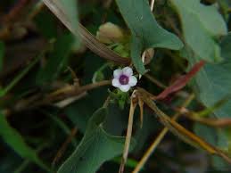 Image result for Ipomoea sinensis