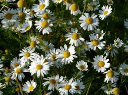 Cu cat este mai curata si mai pura apa cu care este facut ceaiul de musetel, cu atat mai puternice vor fi. Ceai De MuÈ™eÈ›el Beneficii È™i UtilizÄƒri 5fructe Ro