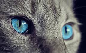 Ciri khas tersebut terdapat pada bahagian atau permukaan badan haiwan. Benarkah Binatang Peliharaan Bisa Jadi Penangkal Ilmu Hitam Halaman All Kompasiana Com