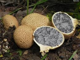 Image result for Scleroderma geaster