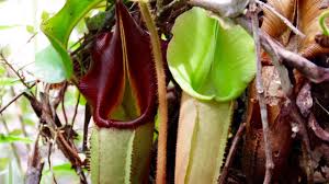 よくわかる 食虫植物 ウツボカズラ ネペンテス の基礎知識 ふしぎな食虫植物のせかい 木谷美咲
