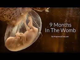 9 Months In The Womb A Remarkable Look At Fetal Development Through Ultrasound By Pregnancychat Com Youtube Baby In Womb Unborn Baby Fetal Development