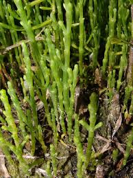 Image result for Salicornia pachystachya