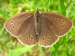 Image result for Aphantopus hyperantus