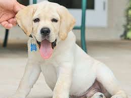 Unlike a cat or a dog, owning a pet monkey could be very challenging in terms of pet care and maintenance. Green Monkey 16 000 000 Take A Look At The World S Most Expensive Pet Animals The Economic Times