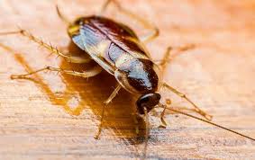 Raid ant & roach killer insecticide spray. The Brown Banded Cockroach How To Get Rid Of Something That Could Survive Almost Anything