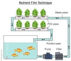 Aquaponics Systems Google Search Backyard Aquaponics Aquaponics System Aquaponics
