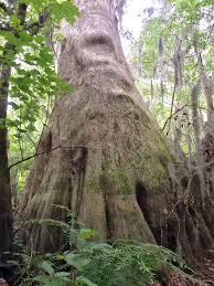 Free shipping on orders over $99 with arrive alive guarantee from the tree center. Ancient Cypress Trees At Spring Hammock Preserve Florida Trailblazer