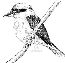 Sally Blanchard Pen Drawing Kookaburra Bird Drawings Parrots Art Drawing And Illustration