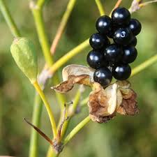 The leaves of an iris are like a lily's leaves. How To Grow Blackberry Lilies Leopard Lilies Dengarden